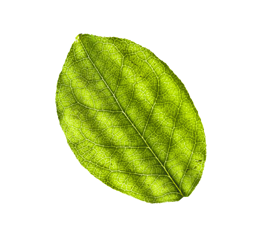 image of leaf